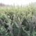 百日红小苗紫薇苗高度80公分