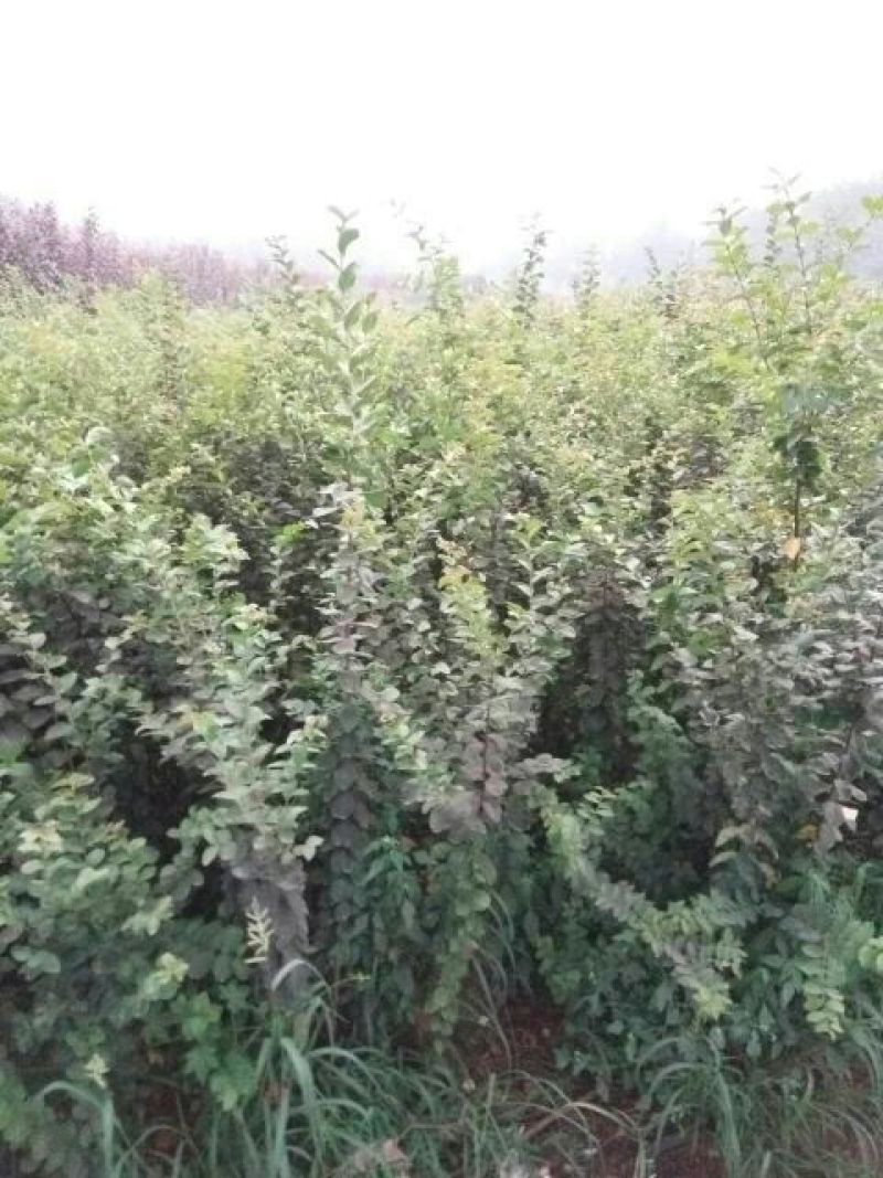 百日红小苗紫薇苗高度80公分
