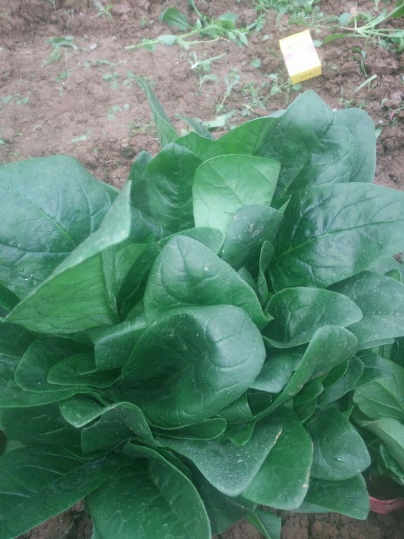 菠菜25~30厘米