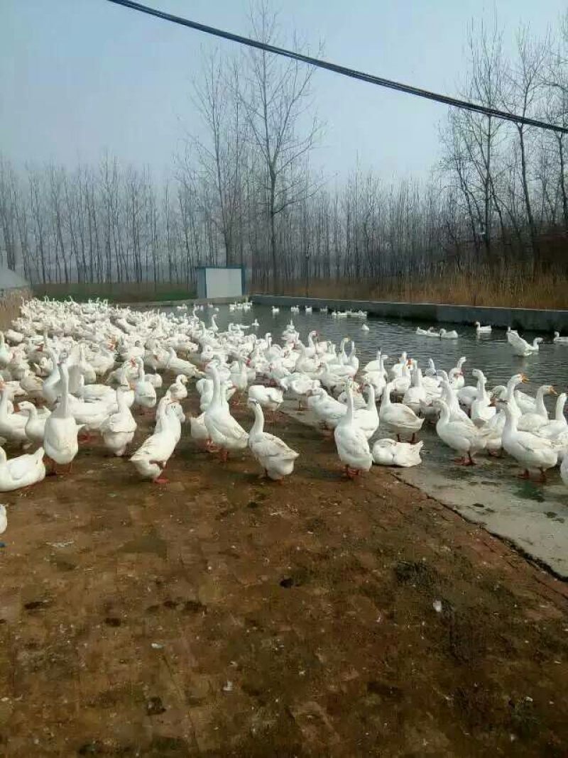 鹅苗250g以下