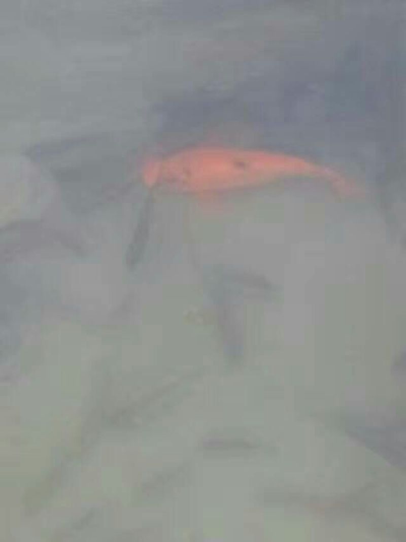 池鲤鱼食用1~2公斤