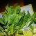 大叶菠菜10~15厘米