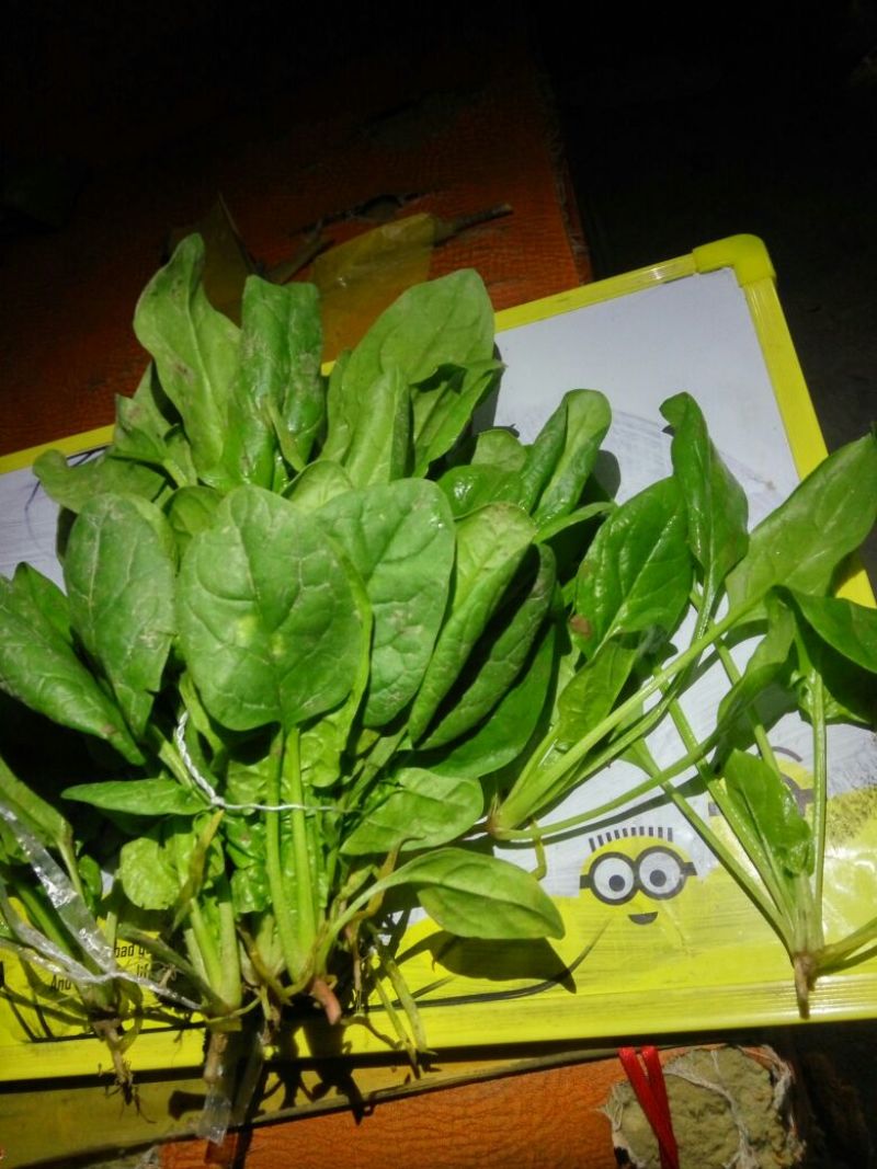 大叶菠菜10~15厘米