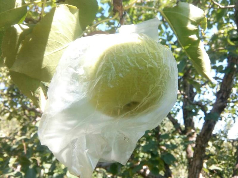 酸梨膜袋