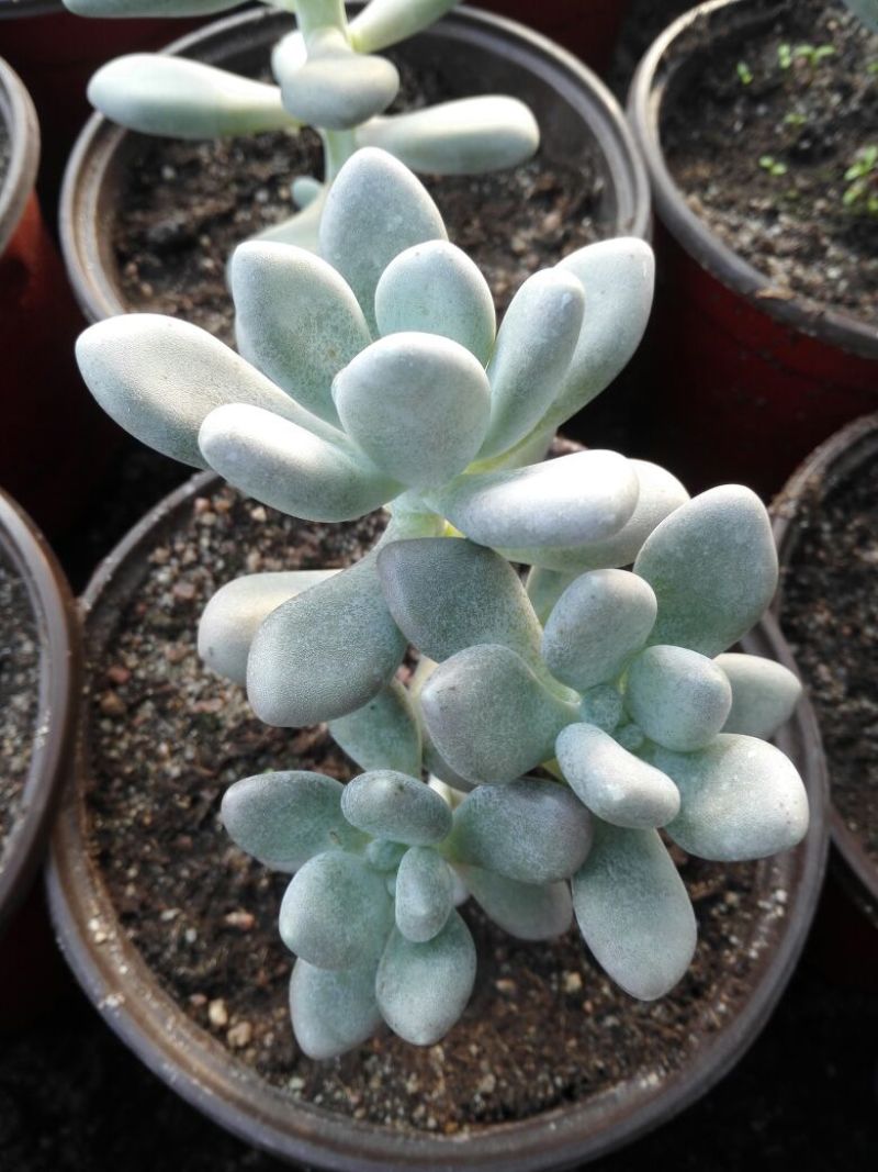 多肉植物带盆栽好