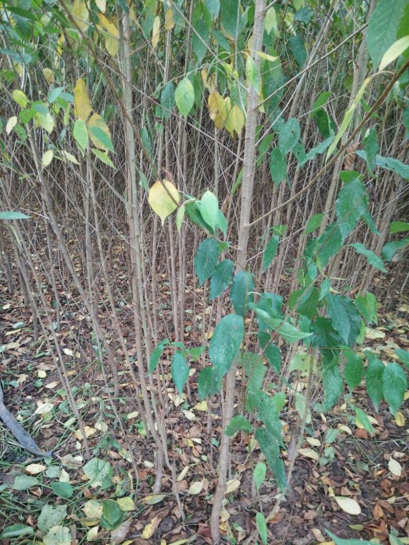 樱桃树苗1年80cm以上