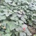 臭牡丹四川德阳种植多年生臭牡丹