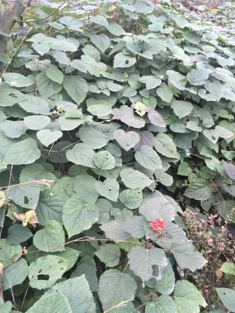 臭牡丹四川德阳种植多年生臭牡丹