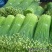 韭菜头茬