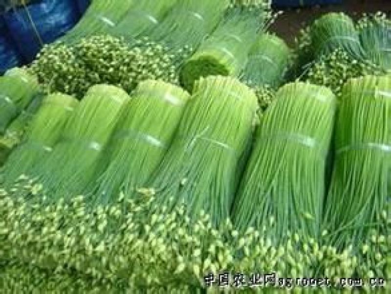 韭菜头茬