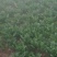 大叶菠菜25~30厘米