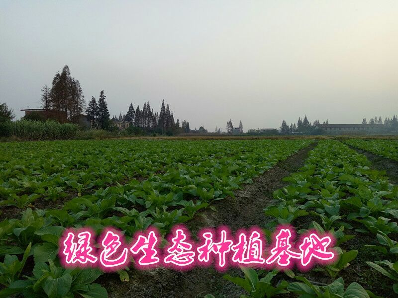 白菜苔15~20厘米可视频，现场看货