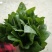 菠菜25~30厘米