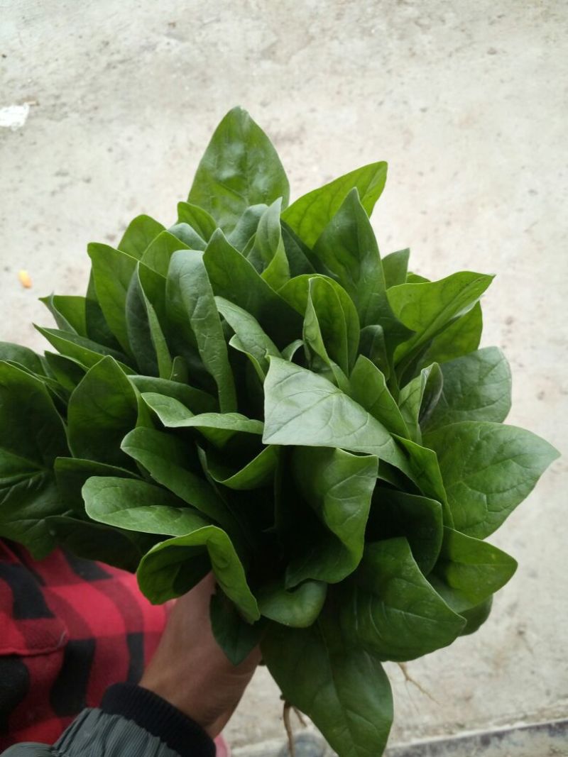 菠菜25~30厘米