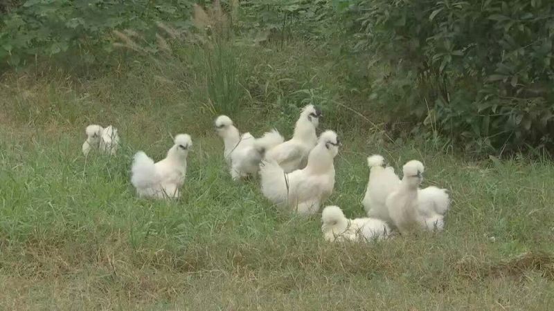 乌鸡蛋食用50g以下
