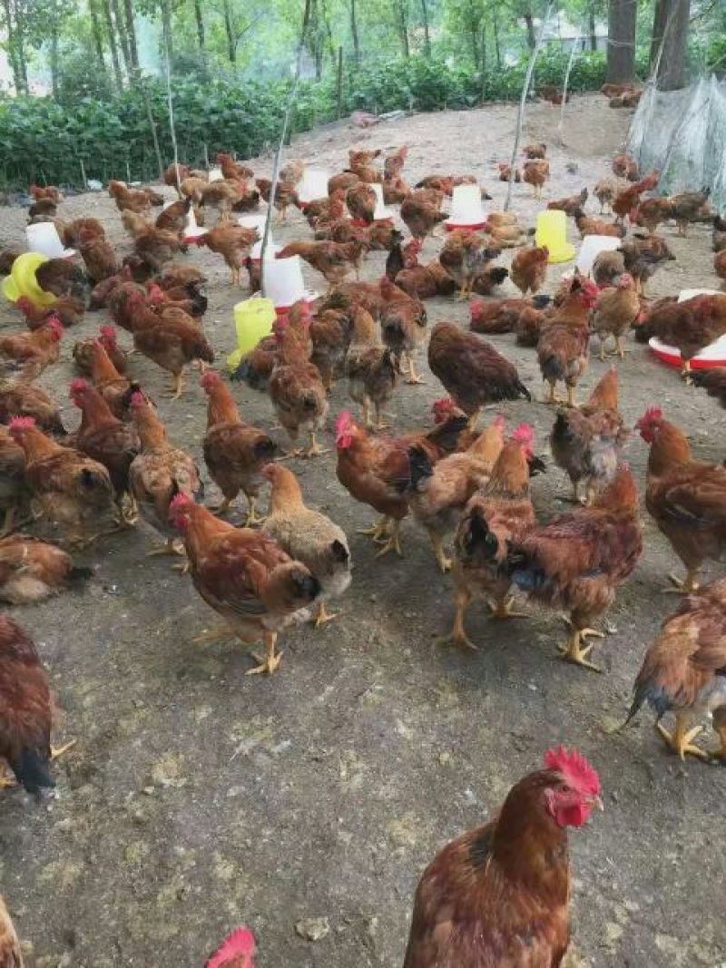 土鸡6月以下