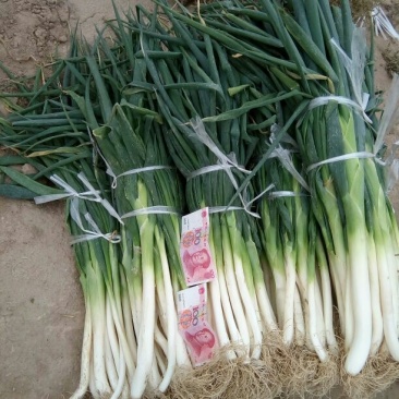 高洁白大葱20~25cm毛葱2cm左右