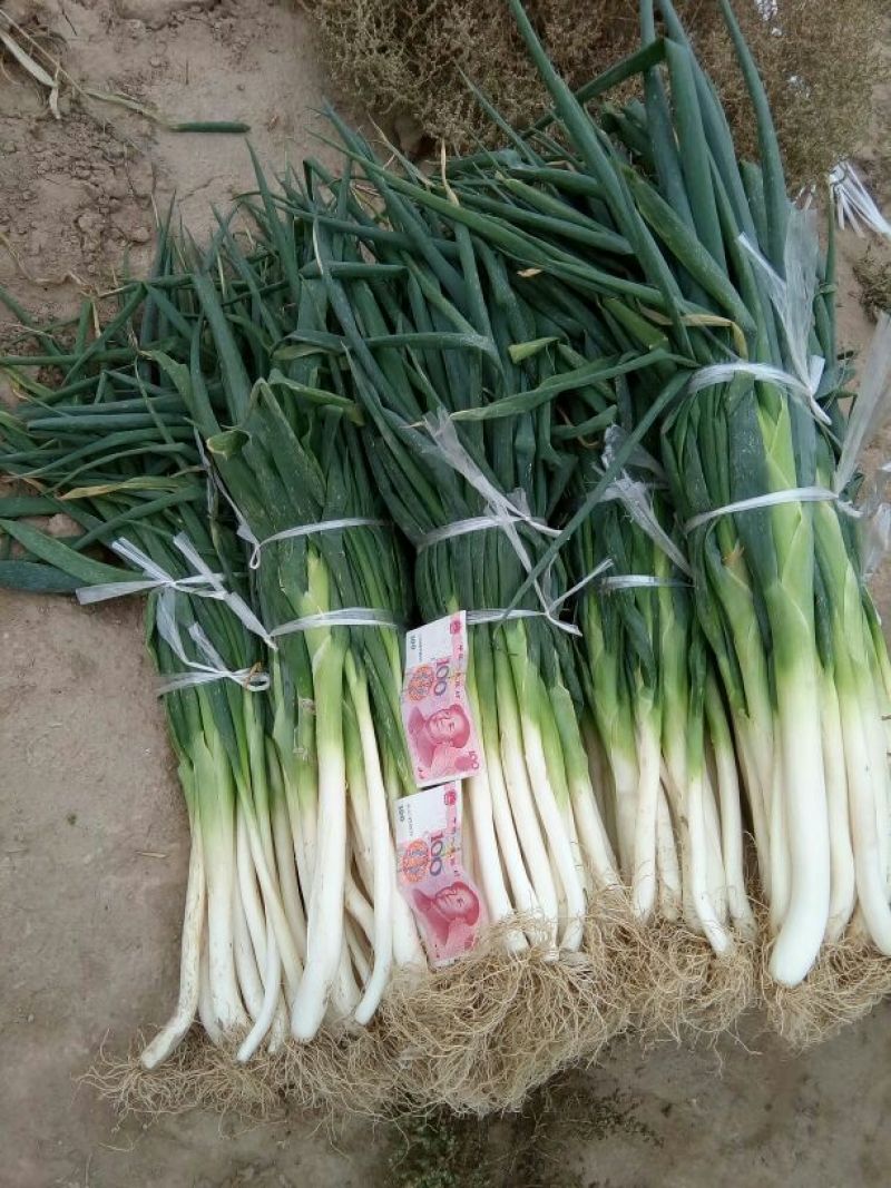 高洁白大葱20~25cm毛葱2cm左右