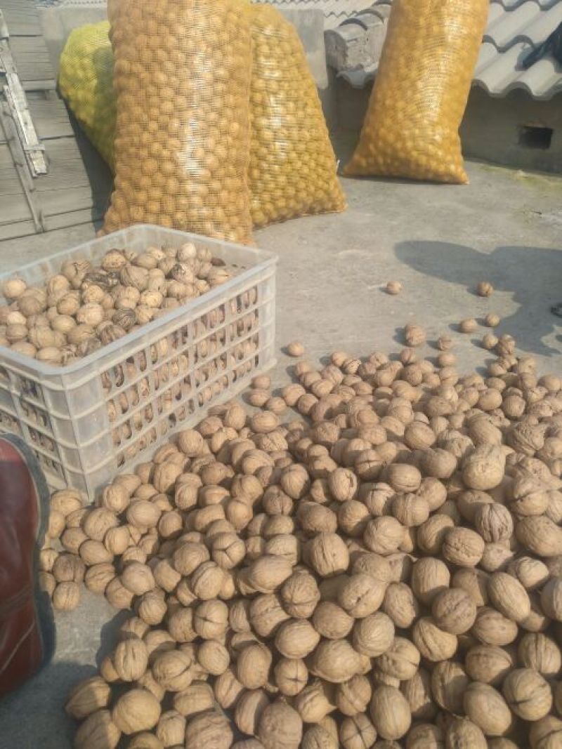香玲核桃25mm以下去皮干