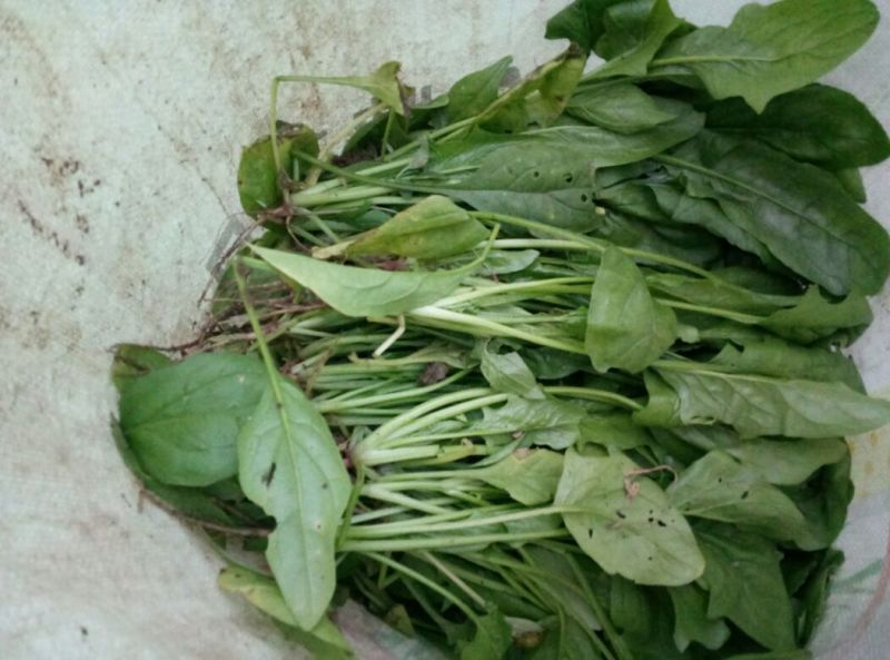 大叶菠菜15~20厘米