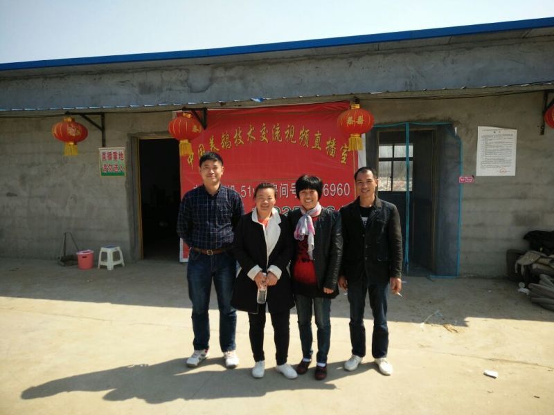 泰州白鹅鹅苗250g以下