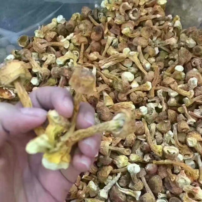 姬松茸特级具有香味煲汤味道鲜美苦杏香味