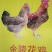 鸡苗60~70克出壳苗