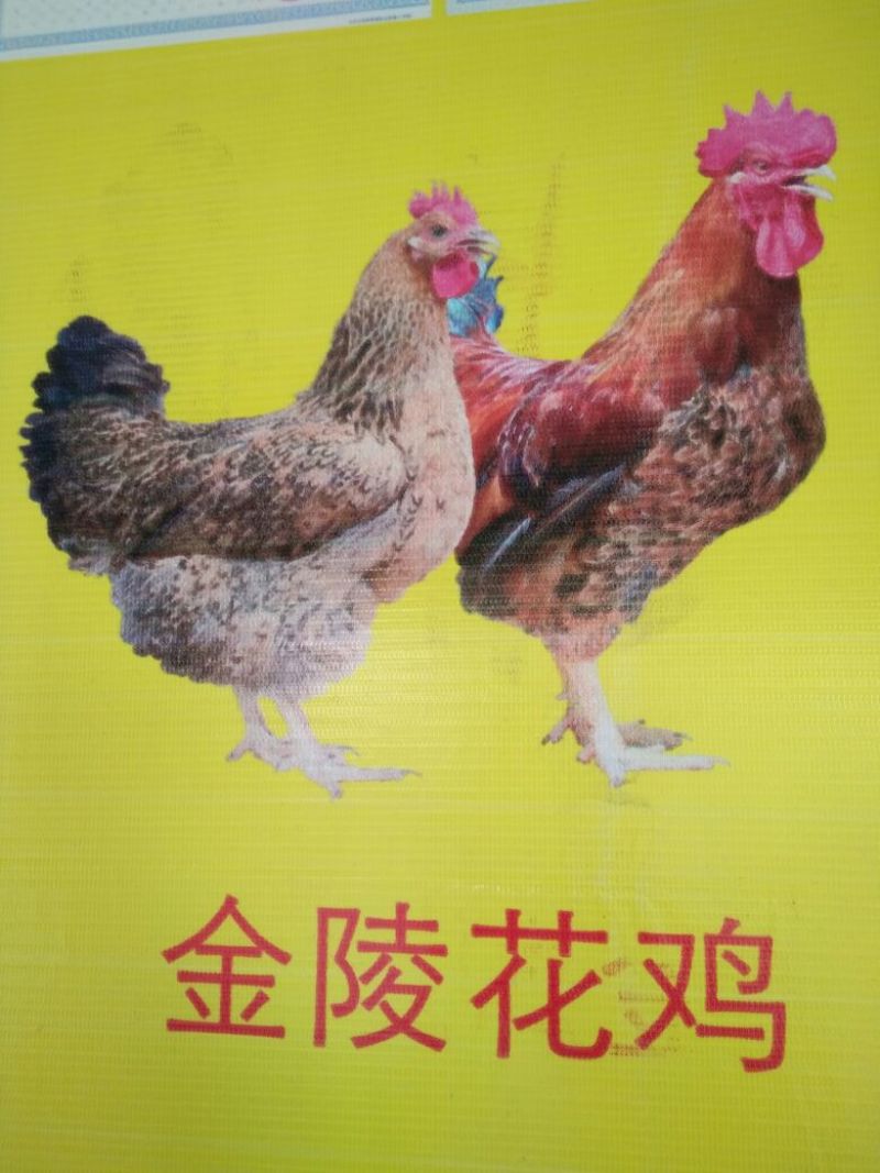 鸡苗60~70克出壳苗