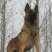 马犬公