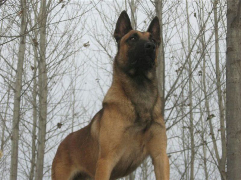 马犬公