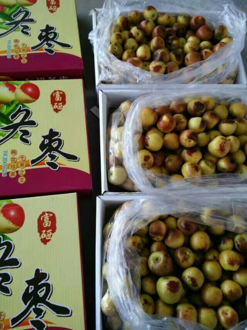 地坑棚冬枣