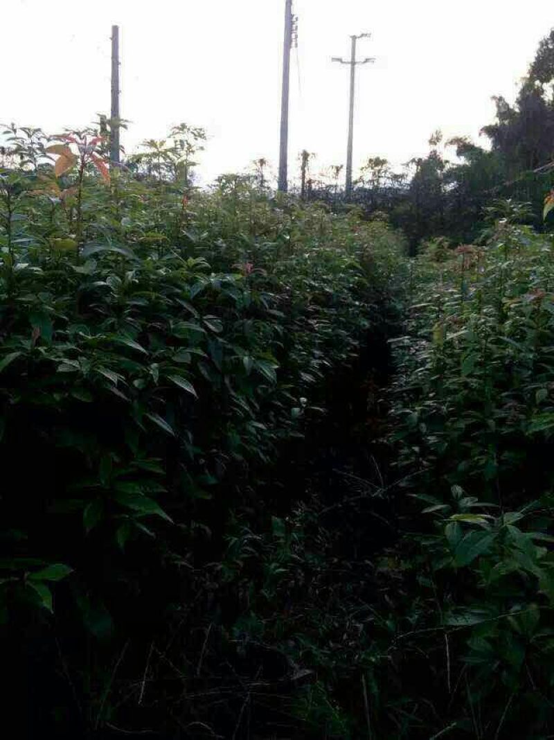金丝楠