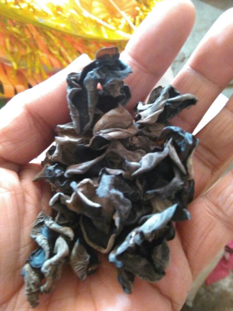 黑木耳一级