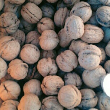 山核桃30mm以上去皮干