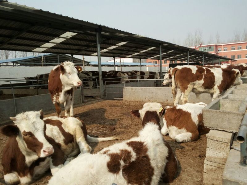 广东利木赞小牛犊黄牛西门塔尔牛犊200~300kg