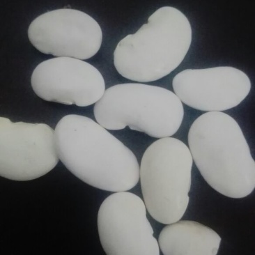 白腰豆15cm以上