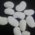 白腰豆15cm以上