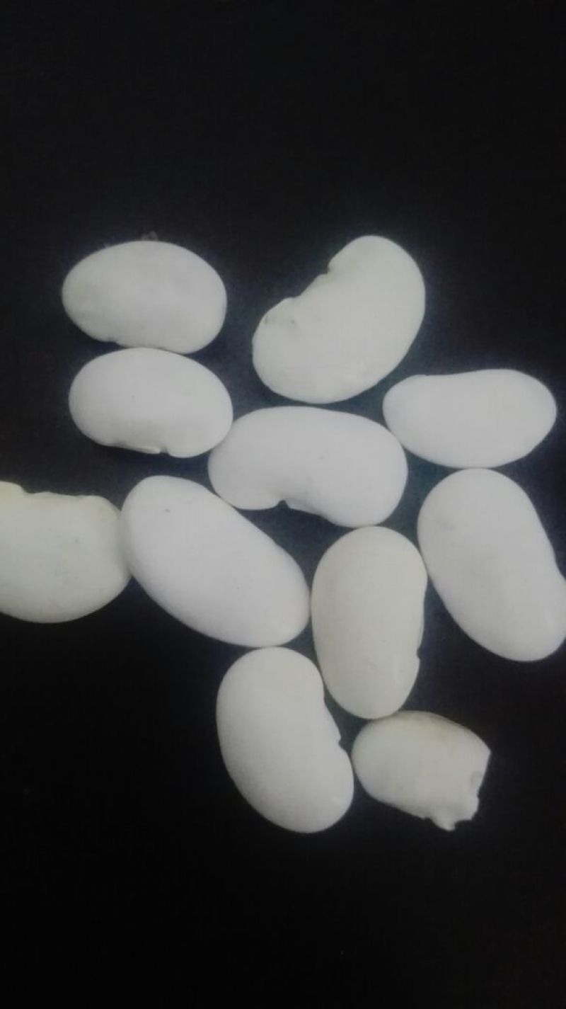 白腰豆15cm以上