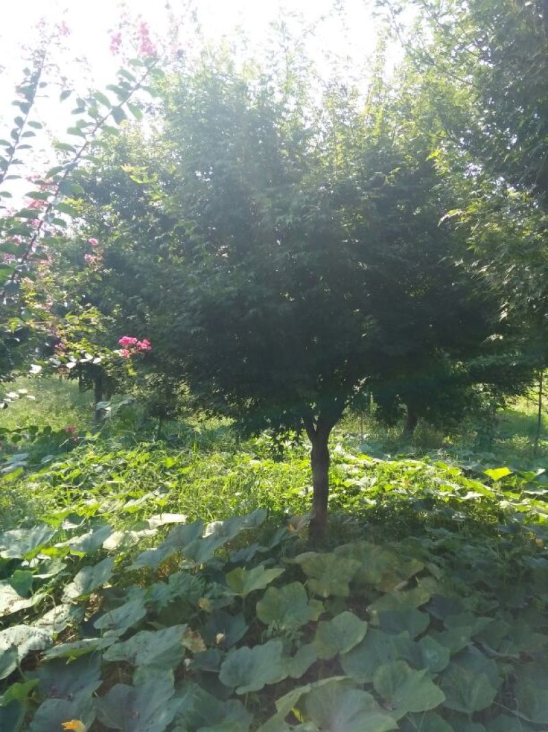 鸡爪槭苗80~100cm