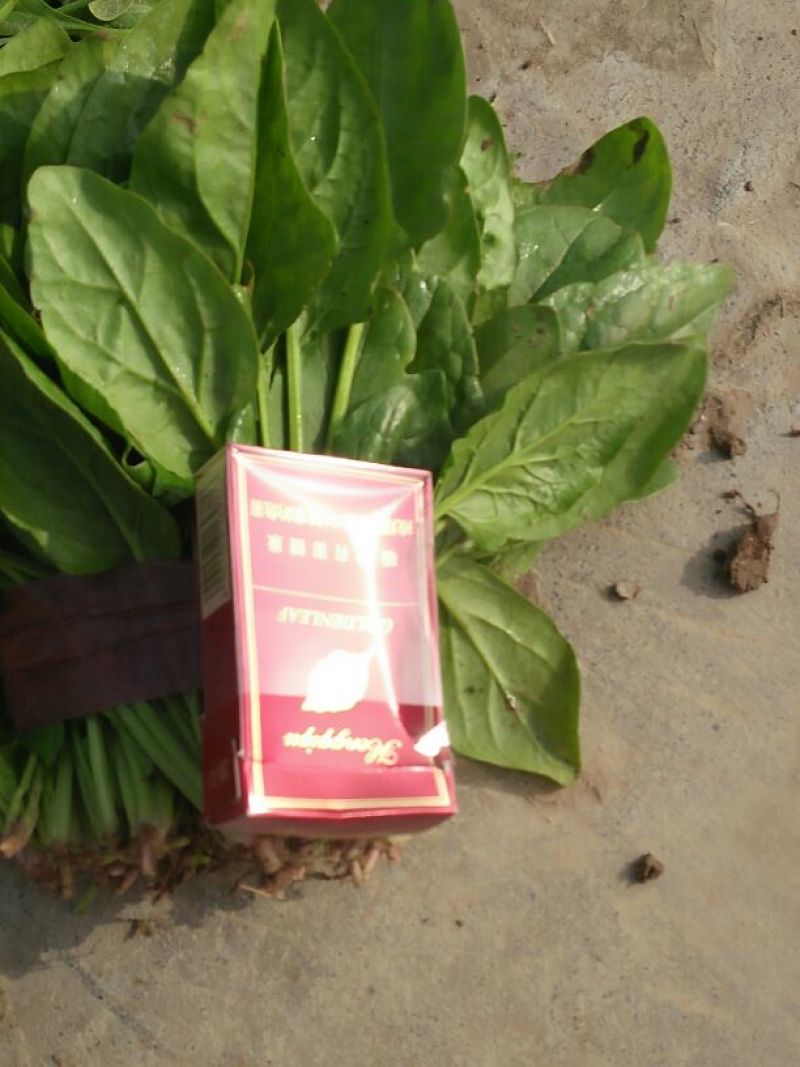 大叶菠菜15~20厘米