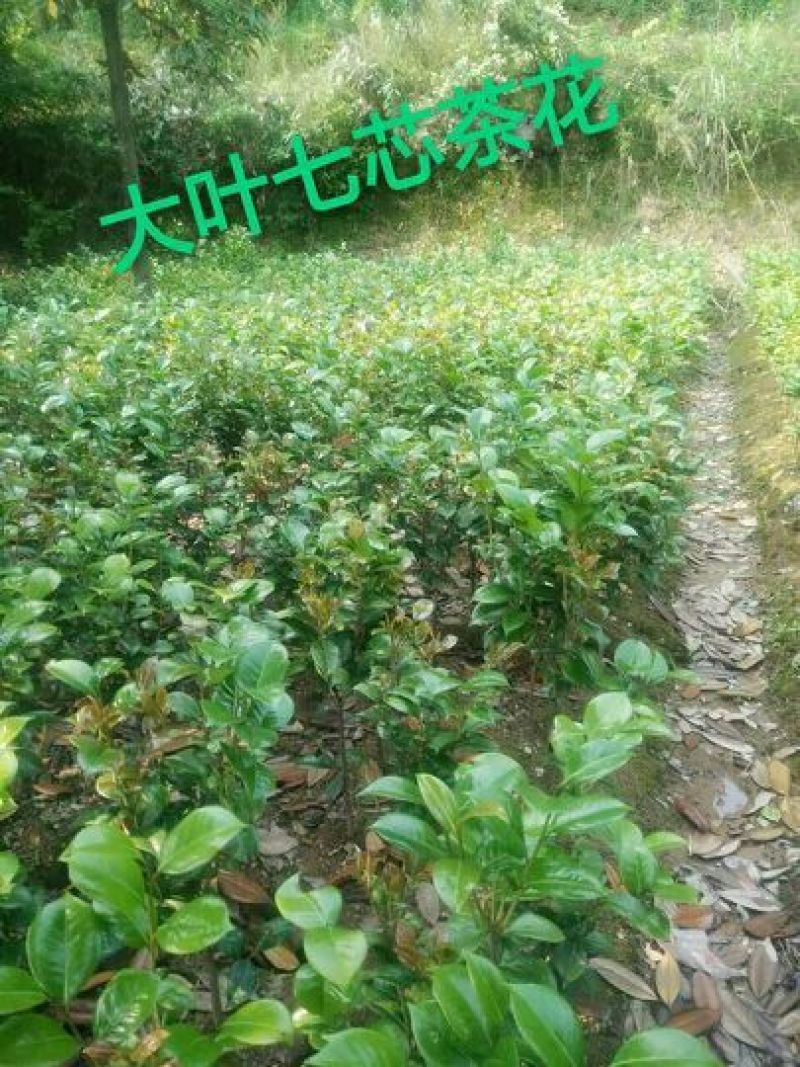 七芯茶花