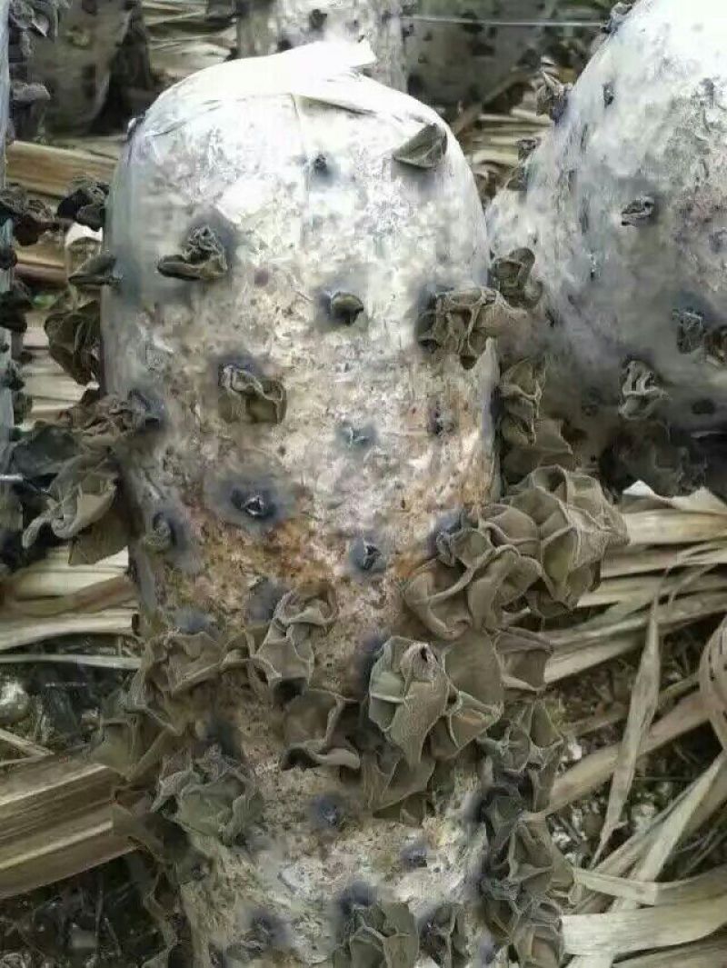 黑木耳特级