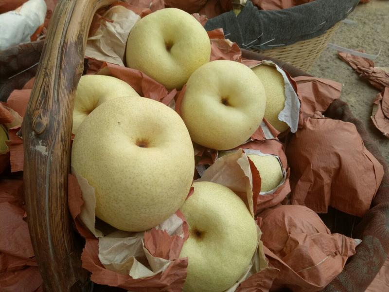 蒲城酥梨大量上市中-知农果业