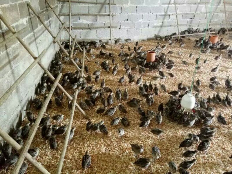 珍珠鸡苗1斤以下