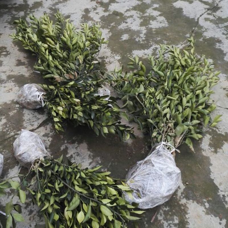 出售不知火丑柑凸顶柑柑橘嫁接苗苗高45-65cm