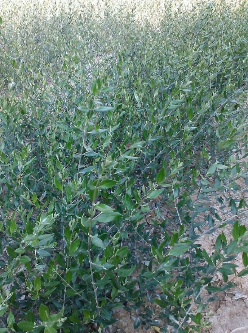 油橄榄苗木基地直销