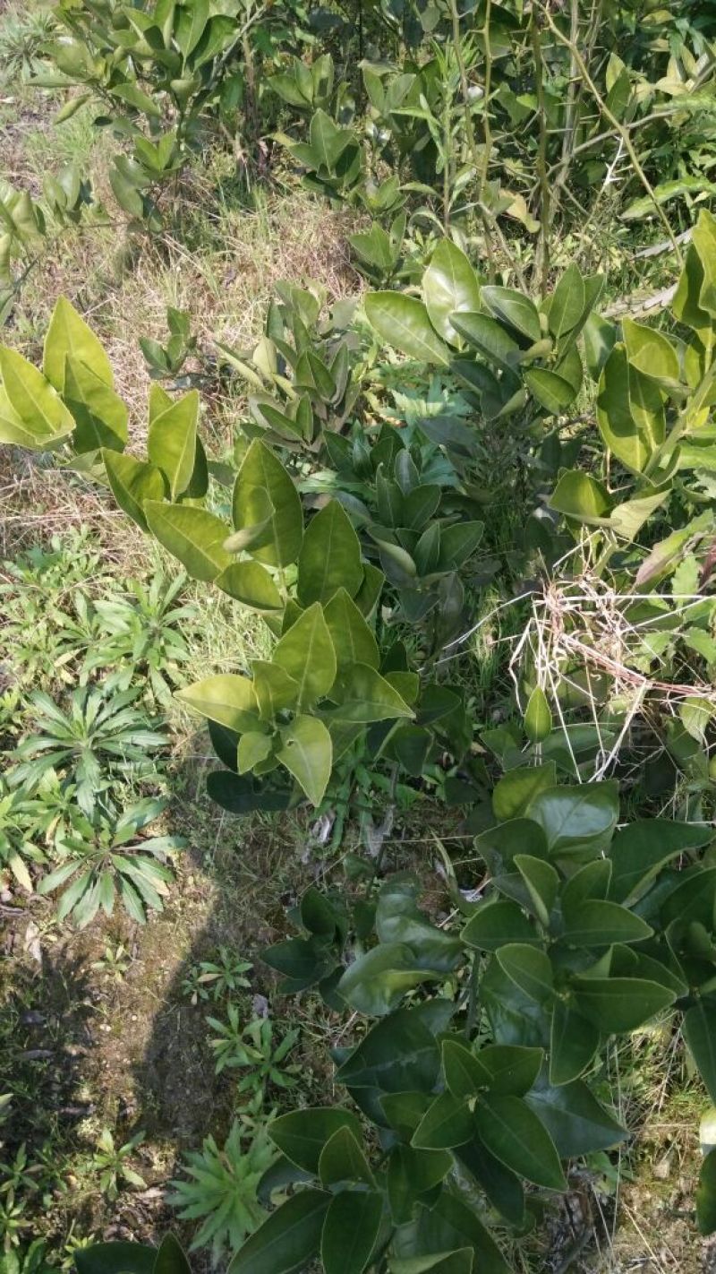冰糖橙树苗30~50cm