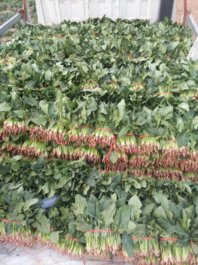 黑叶菠菜20~25厘米