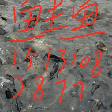 建鲤食用1~2公斤