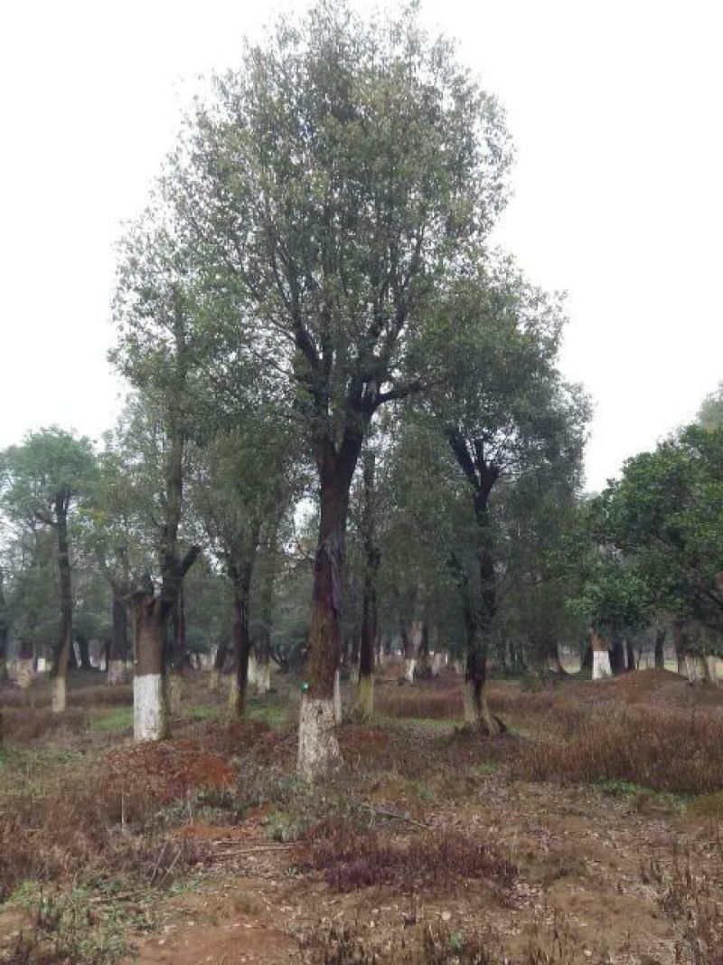 大量供应10-100公分香樟，丛生香樟30-200公分